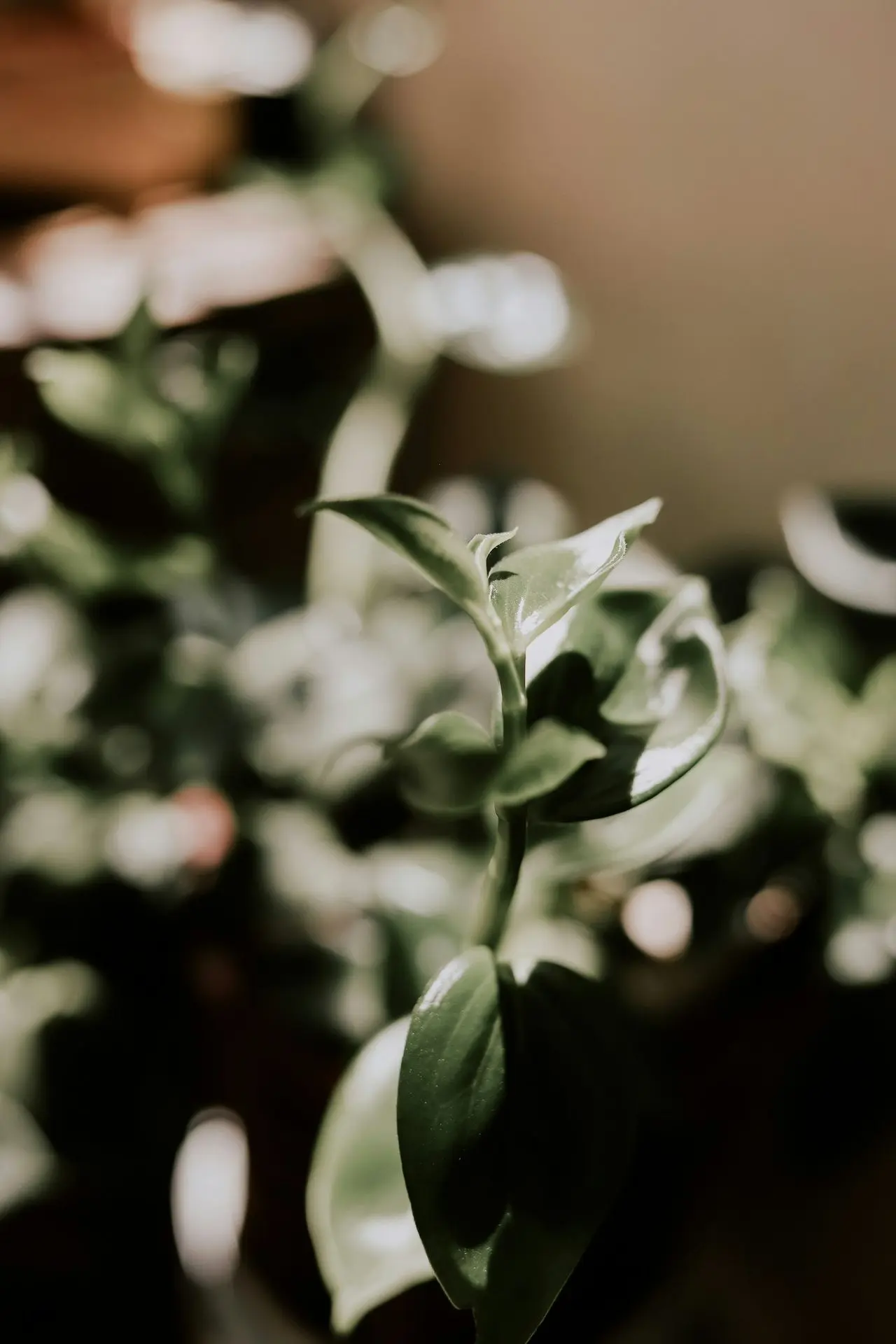 a close up of a plant with green leaves